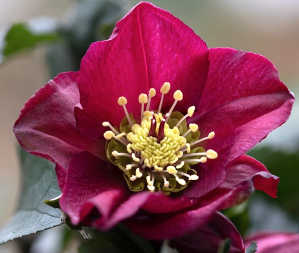 Helleborus or. 'Pretty Ellen Red' ® v. 9