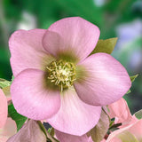 Helleborus or. 'Pretty Ellen Pink' v. 9 fioritura invernale