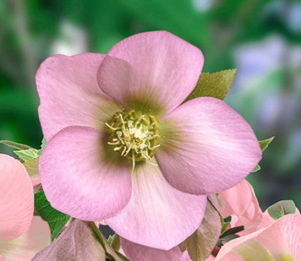 Helleborus or. 'Pretty Ellen Pink' v. 9 fioritura invernale