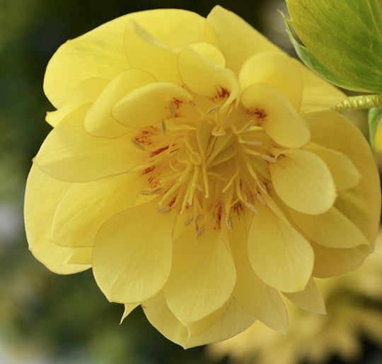 Helleborus or. 'Super Yellow'