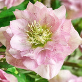 Helleborus or. 'Double Ellen Pink' ® v.9