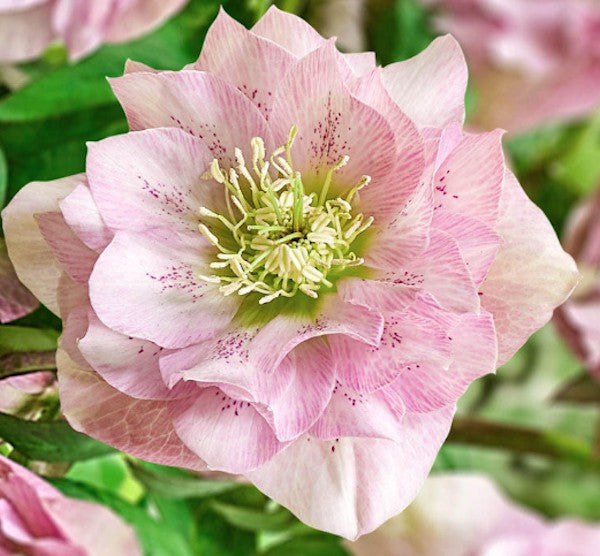Helleborus or. 'Double Ellen Pink' ® v.9