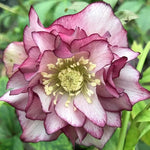 Helleborus or. 'Double Ellen Picotee' ® v. 9