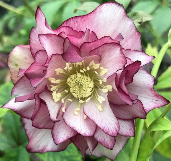 Helleborus or. 'Double Ellen Picotee' ® v. 9