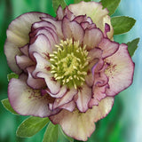Helleborus or. 'Double Ellen Picotee' ® v. 9