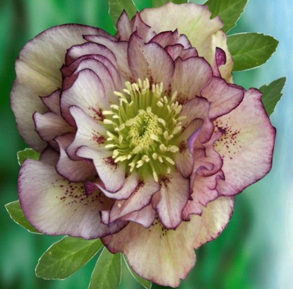 Helleborus or. 'Double Ellen Picotee' ® v. 9
