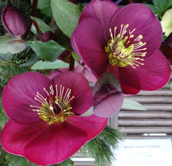 Helleborus or. 'Red Hybrids' v. 9