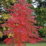 Nyssa Sylvatica