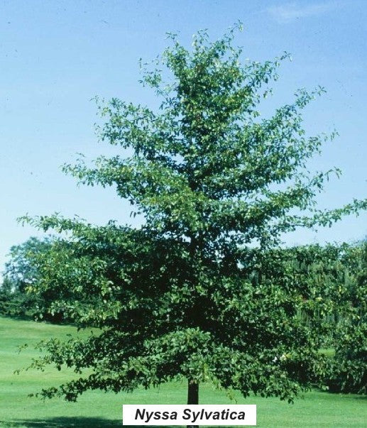 Nyssa Sylvatica