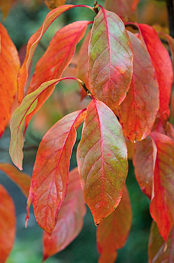 Nyssa Sylvatica cm. 100/120