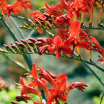 Crocosmia Red King vaso 9
