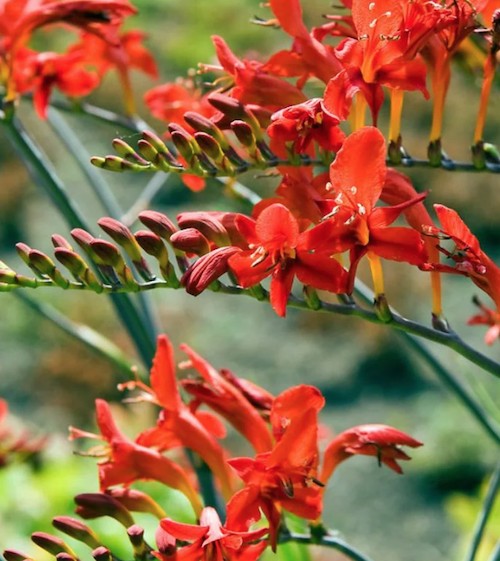 Crocosmia Red King vaso 9