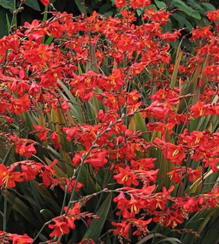 Crocosmia Red King vaso 9