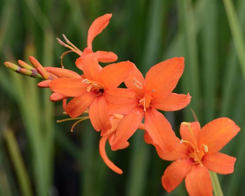 Crocosmia Masoniorum vaso 9