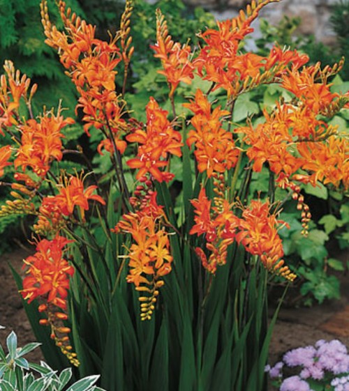 Crocosmia Masoniorum vaso 9