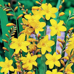 Crocosmia 'George Davidson' vaso 9
