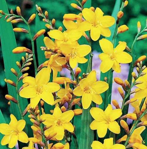 Crocosmia 'George Davidson' vaso 9