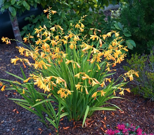 Crocosmia 'George Davidson' vaso 9