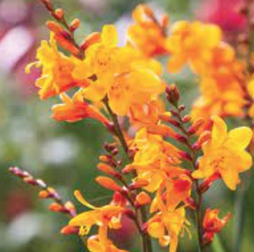 Crocosmia Columbus vaso 9x9
