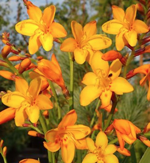 Crocosmia Columbus vaso 9x9