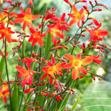 Crocosmia 'Carmina Brilliant' vaso 9x9