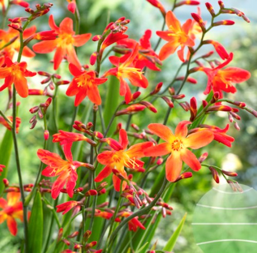 Crocosmia 'Carmina Brilliant' vaso 9x9