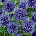Echinops bannaticus 'Blue Globe'