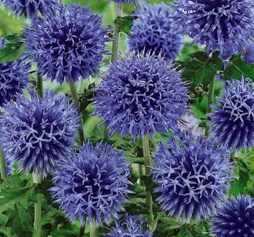 Echinops bannaticus 'Blue Globe'
