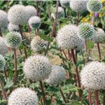 Echinops sphaerocephalus 'Arctic Glow'