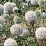 Echinops sphaerocephalus 'Arctic Glow'