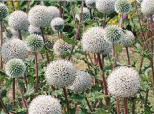 Echinops sphaerocephalus 'Arctic Glow'
