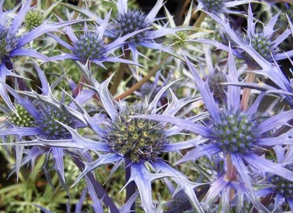 Eryngium bourgatii v.9