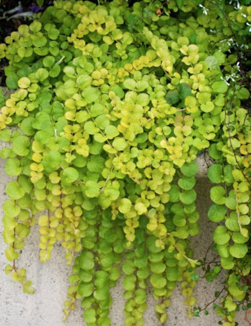 Lysimachia Nummularia aurea