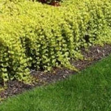 Lysimachia Nummularia aurea