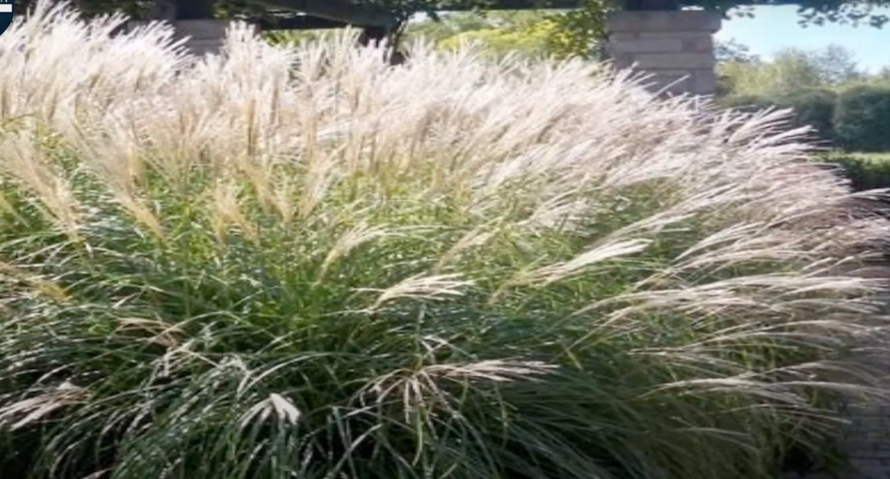 Miscanthus sinensis Adagio v.9