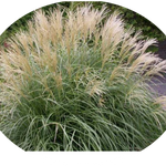 Miscanthus sinensis Adagio v.9