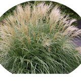 Miscanthus sinensis Adagio v.9
