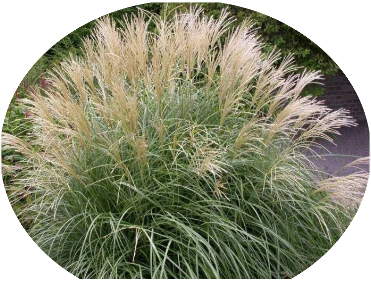 Miscanthus sinensis Adagio v.9