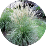 Miscanthus sinensis Adagio v.9