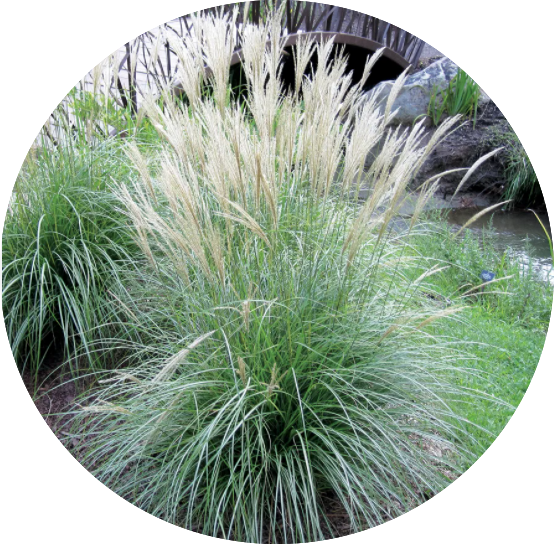 Miscanthus sinensis Adagio v.9