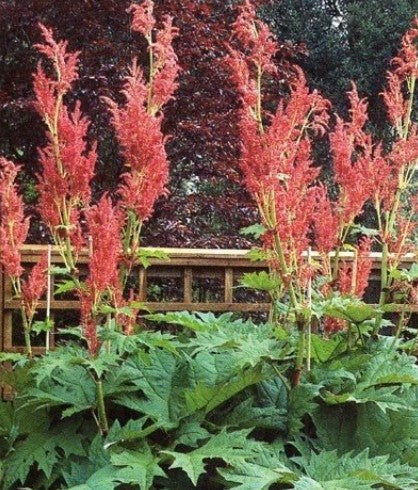 Rheum palmatum tanguticum