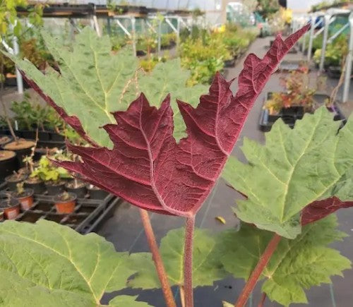 Rheum palmatum tanguticum