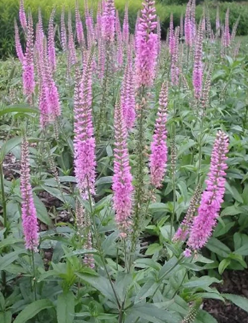 Veronica longifolia 'Pink Damask'
