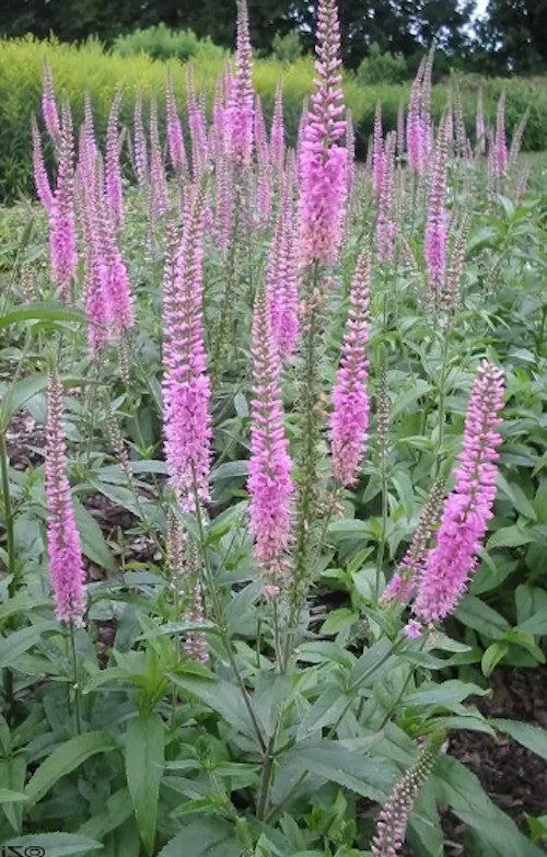 Veronica longifolia 'Pink Damask'