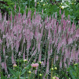 Veronica longifolia 'Pink Damask'