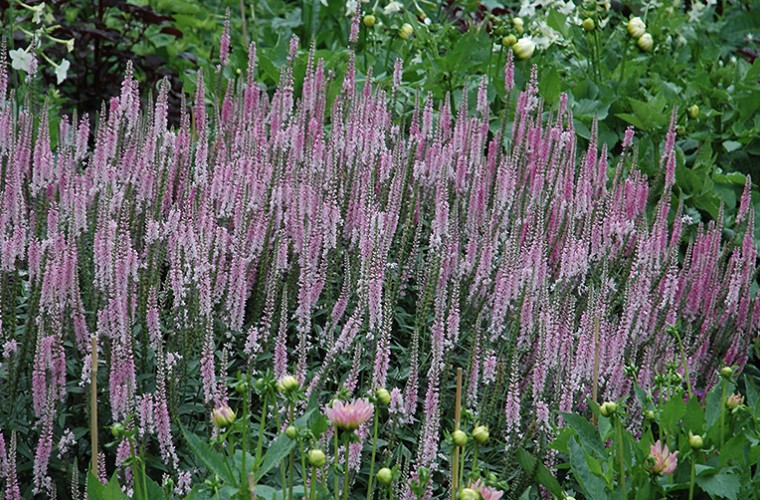 Veronica longifolia 'Pink Damask'