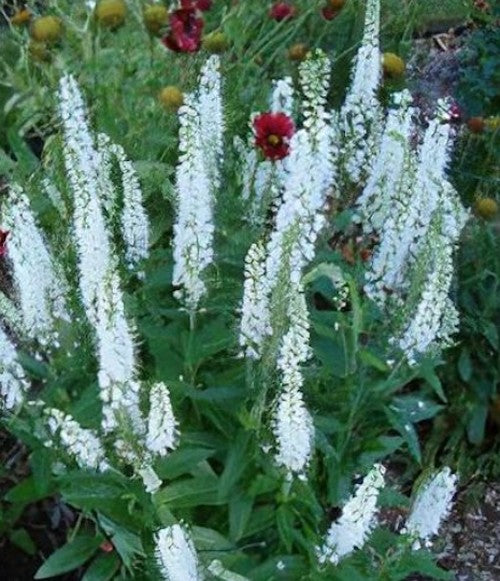 Veronica longifolia 'Alba'