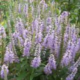 Veronica Longifolia Zoe