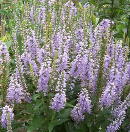 Veronica Longifolia Zoe
