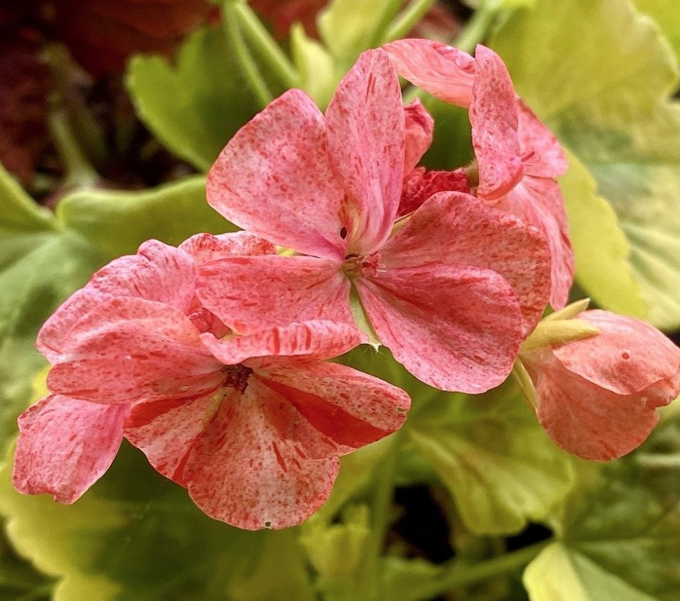 Pelargonium Sunset v. 10